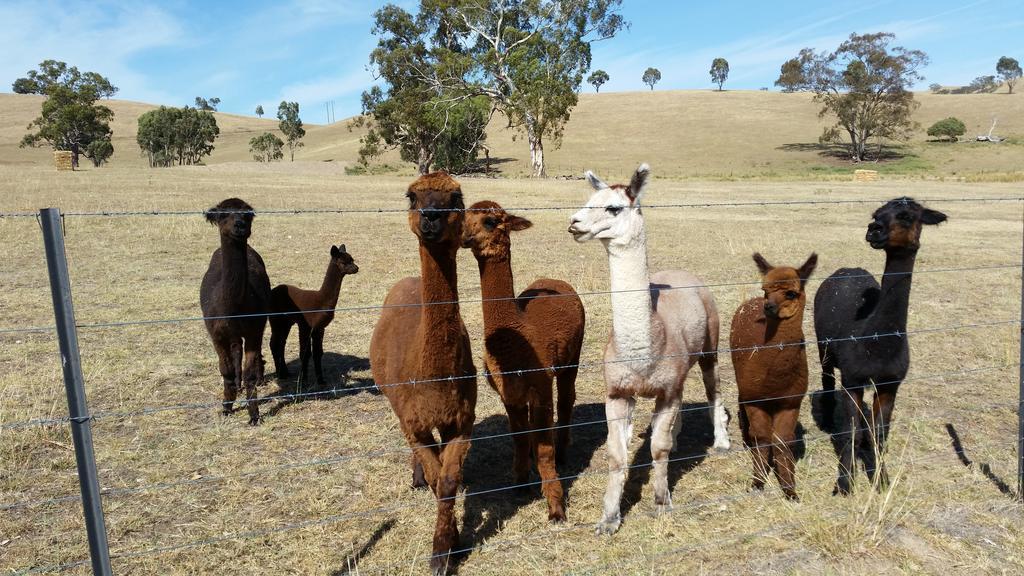 Hillview Farmstay Gundagai Luaran gambar