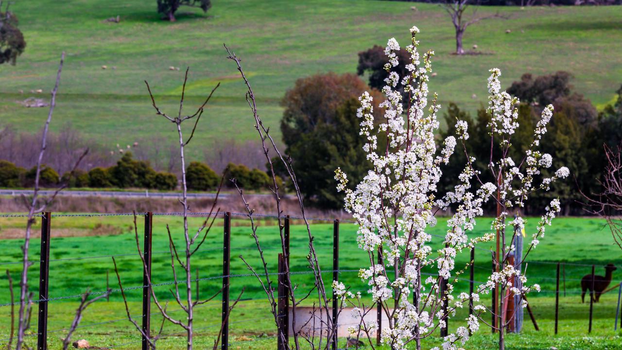 Hillview Farmstay Gundagai Luaran gambar