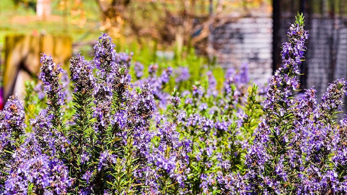 Hillview Farmstay Gundagai Luaran gambar