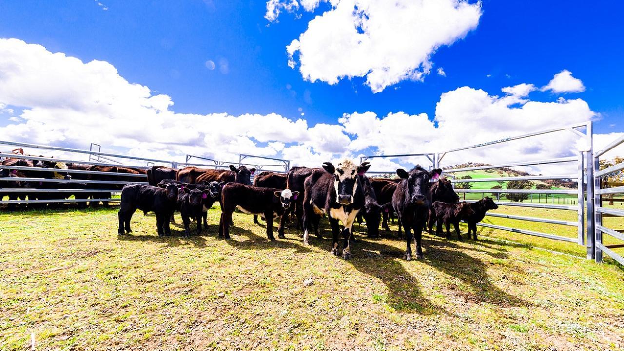 Hillview Farmstay Gundagai Luaran gambar